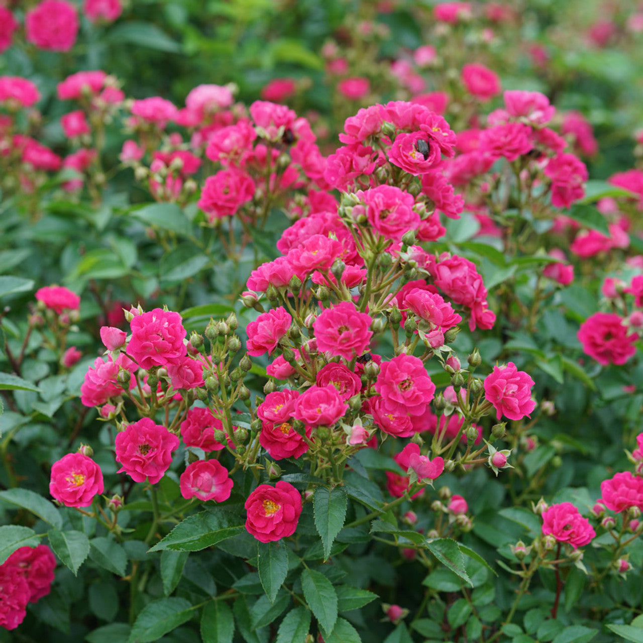 Easy Peasy Rose