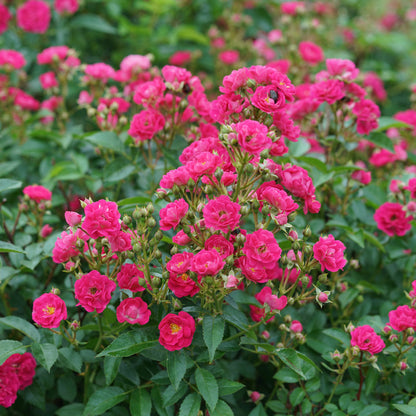 Easy Peasy Rose