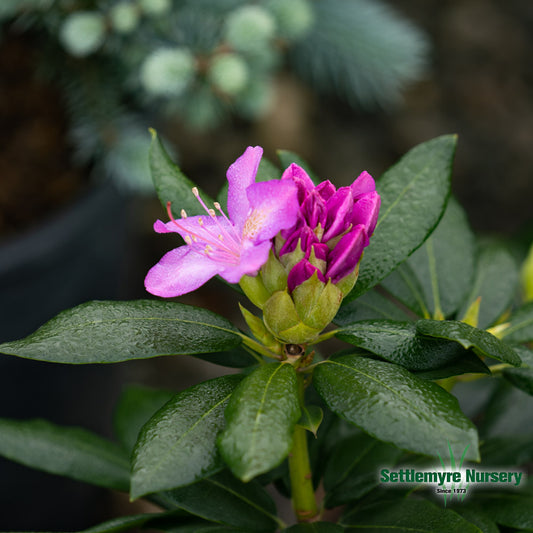 English Roseum Rhododendron