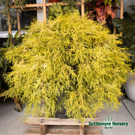 Gold Mop Chamaecyparis