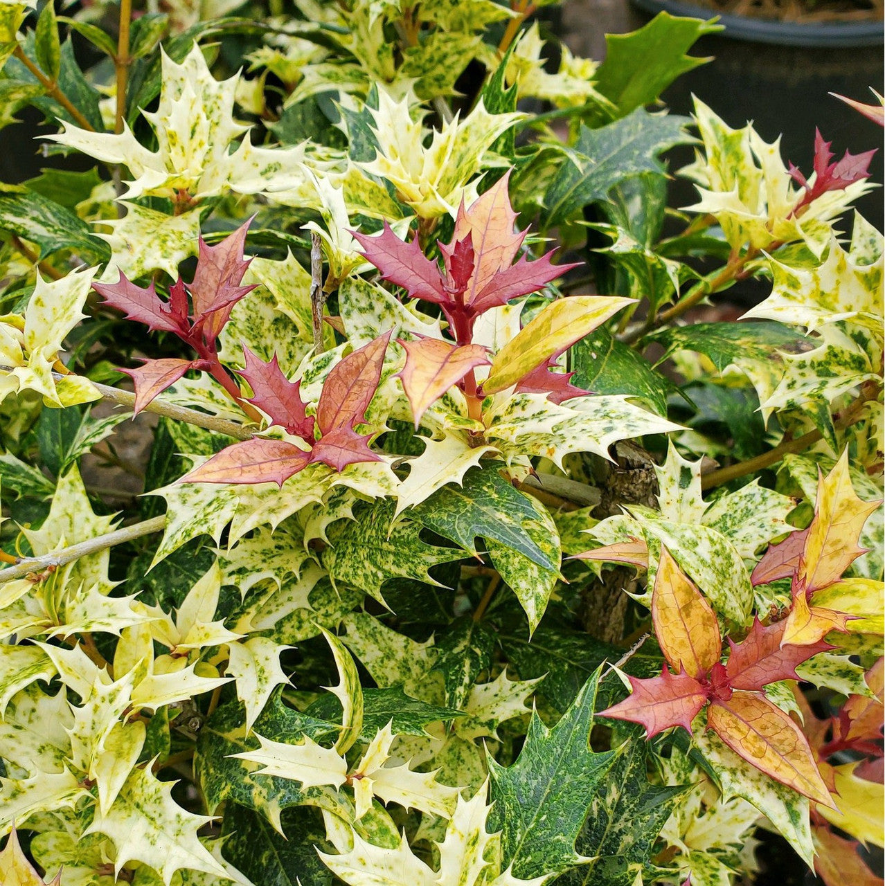 Goshiki Osmanthus