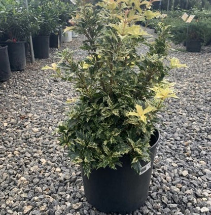Goshiki Osmanthus