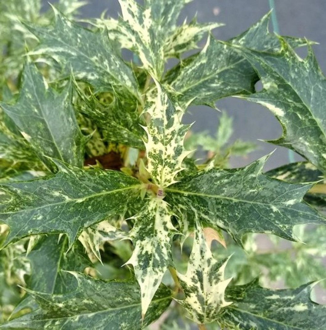 Goshiki Osmanthus