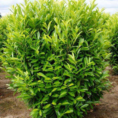 Schipkaensis 'Schip' Laurel