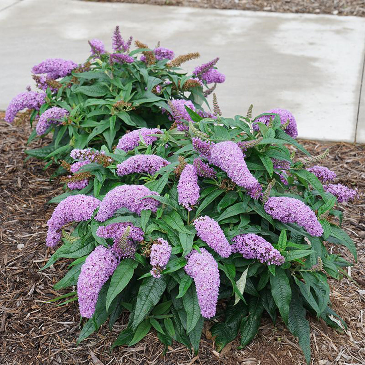Pugster Amethyst Butterfly Bush