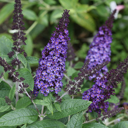 Pugster Blue Butterfly Bush