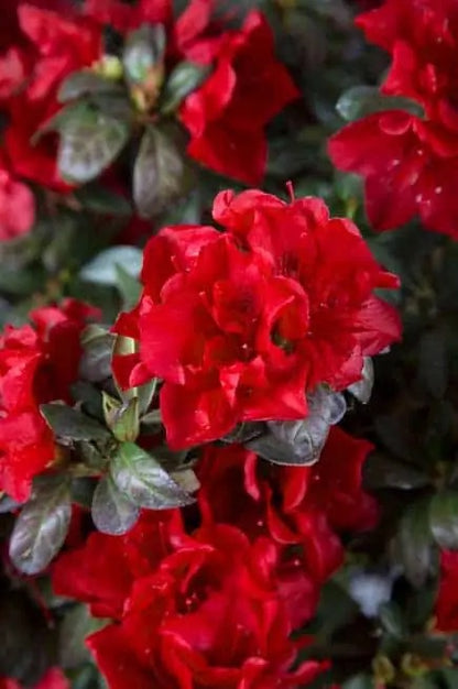Azalea Encore Autumn Fire Azalea