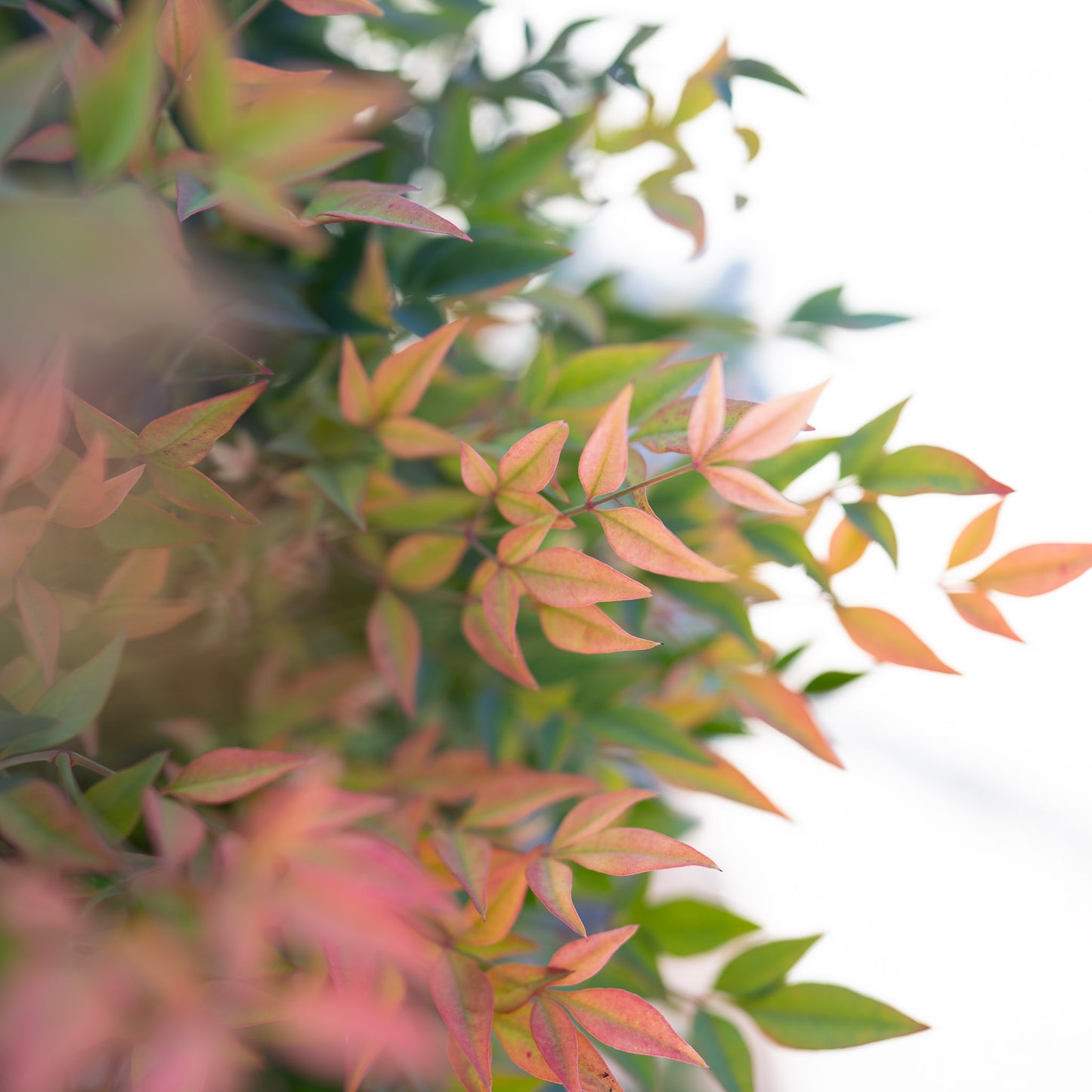 Nandina Gulf Stream