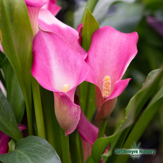 Calla Lily 6 Assorted Colors