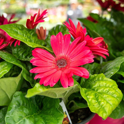 Gerbera Daisy 1 Gallon