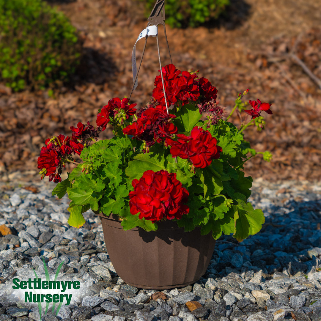 Hanging Basket Assortments