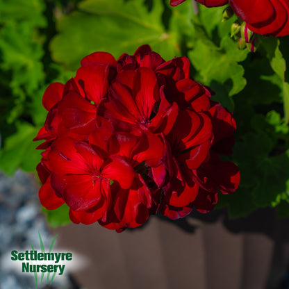 Hanging Basket Assortments