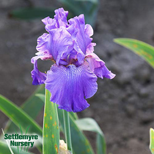 Iris assorted