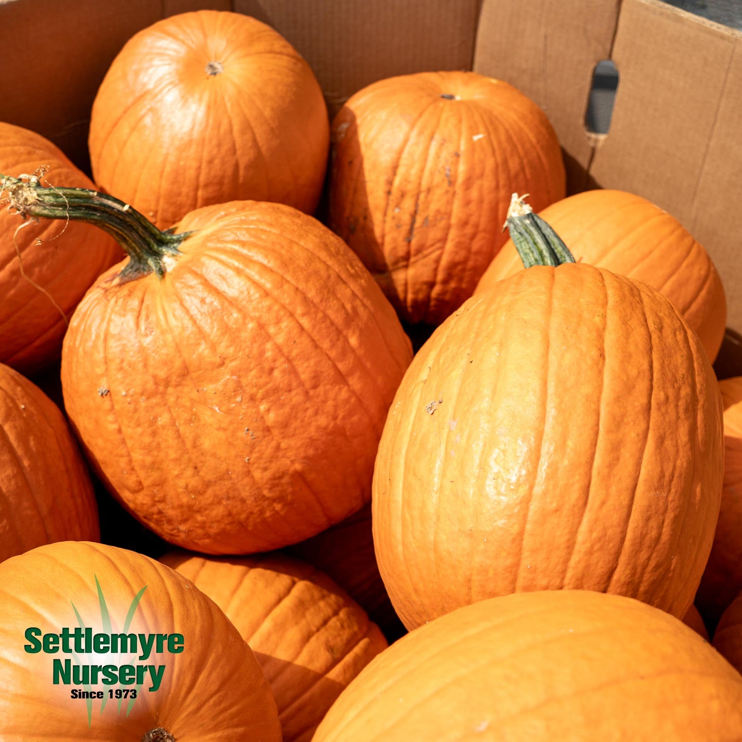 Pumpkins