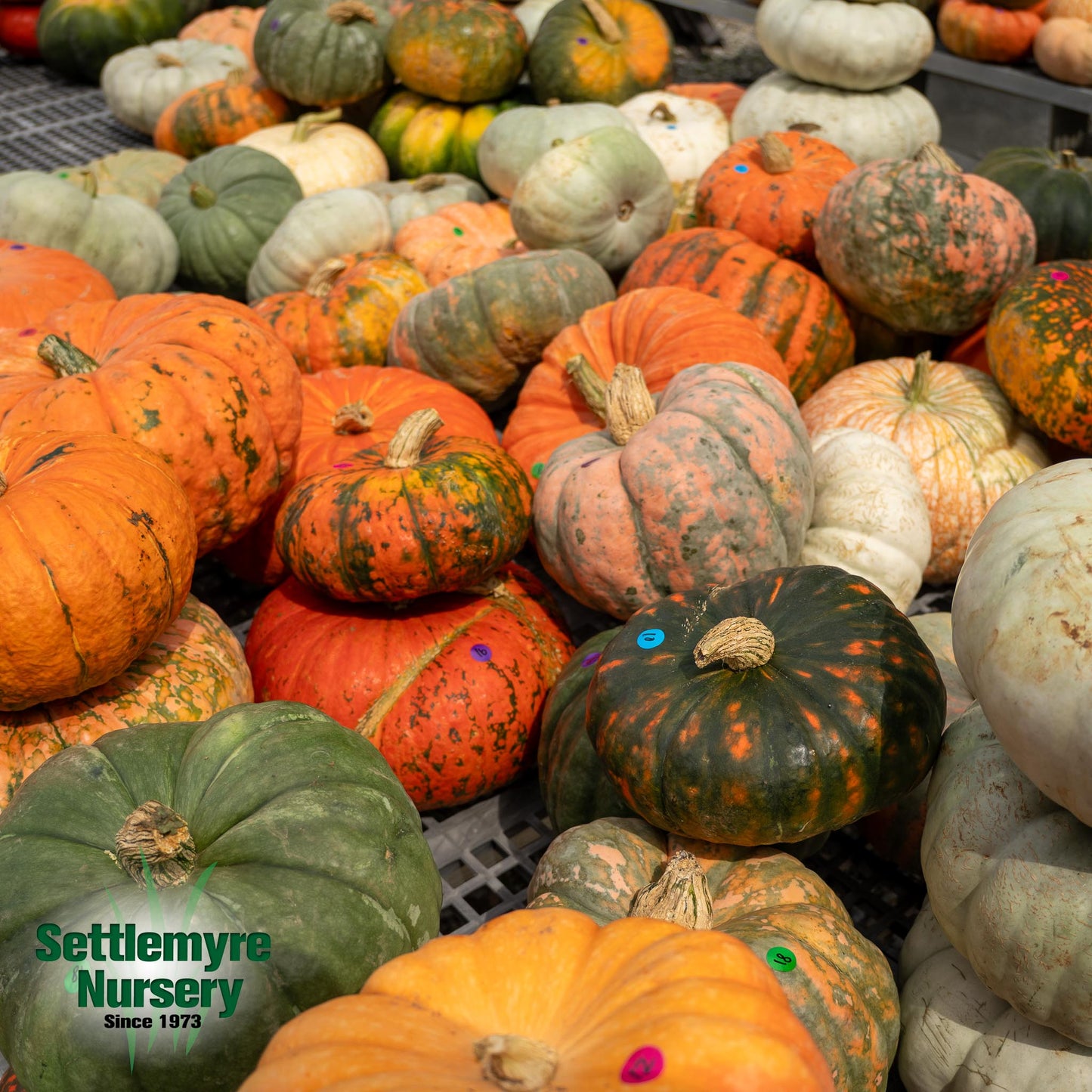 Pumpkins