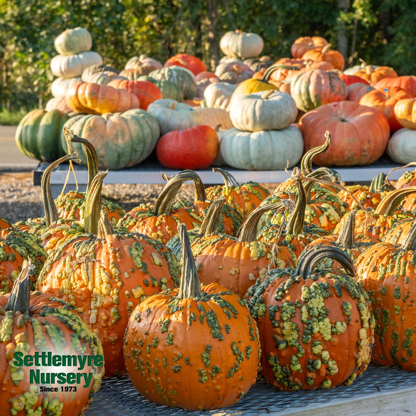 Pumpkins