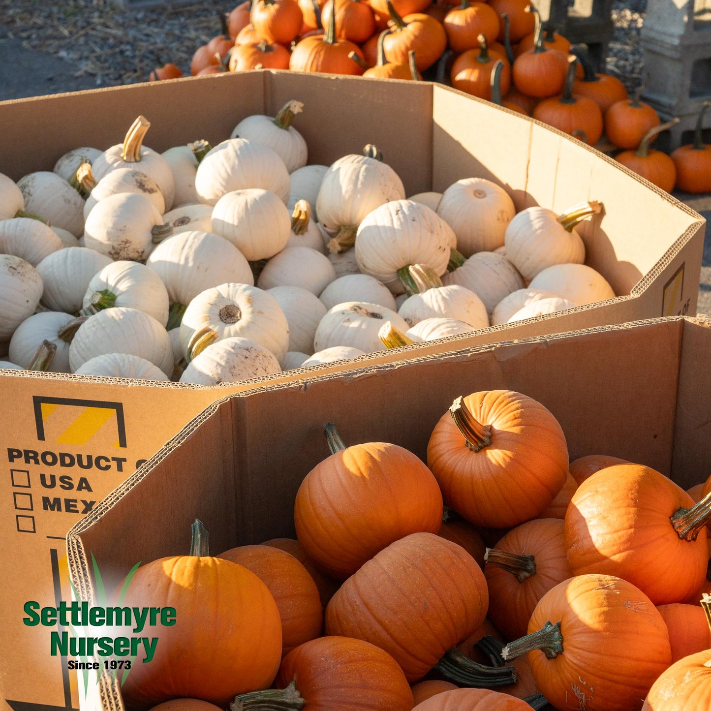 Pumpkins