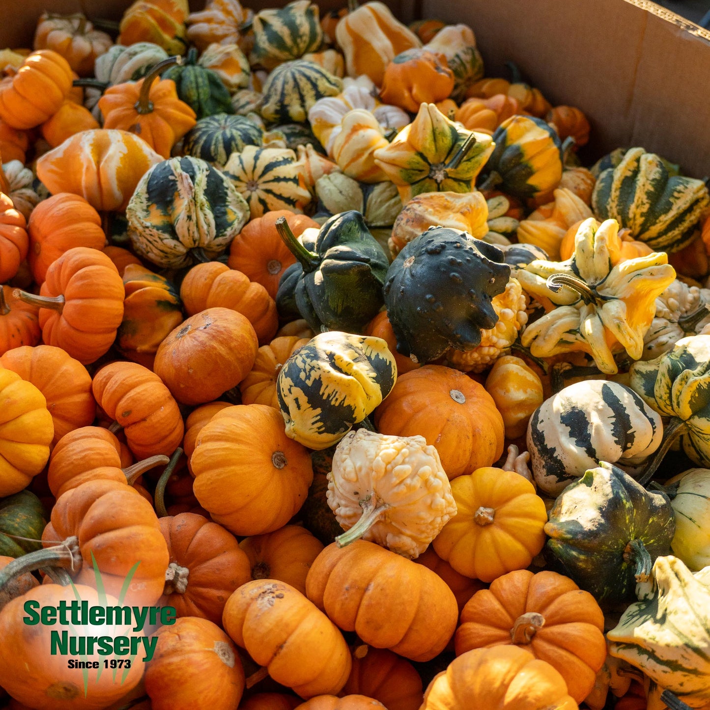 Pumpkins