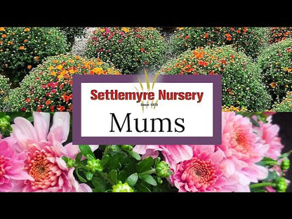 Mum Flamingo Cranberry 12"